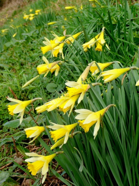 Photo 6"x4" Wild daffodil, Narcissus pseudonarcissus Boulsdon c2009