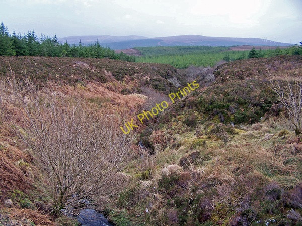 Photo 6"x4" Greshornish Forest Flashader c2009