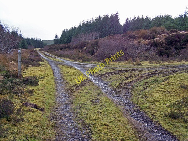Photo 6"x4" Junction in the Forestry Road Flashader c2009
