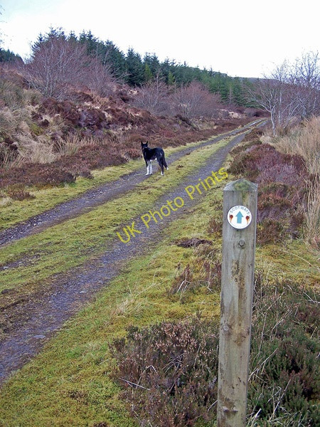 Photo 6"x4" Waymarker at the junction Flashader c2009