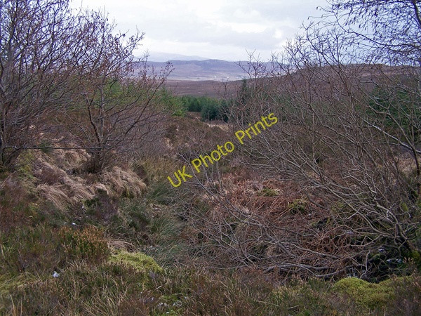 Photo 6"x4" Greshornish Forest Flashader c2009