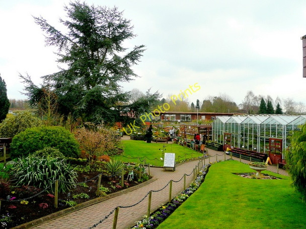 Photo 6"x4" Ashwood Nurseries 1 Ashwood\/SO8688 c2009