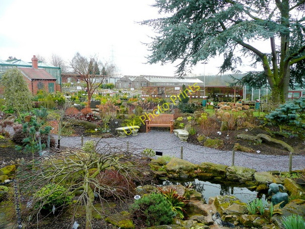 Photo 6"x4" Ashwood Nurseries 3 Ashwood\/SO8688 c2009