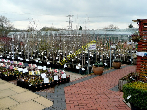 Photo 6"x4" Ashwood Nurseries 5 Ashwood\/SO8688 c2009
