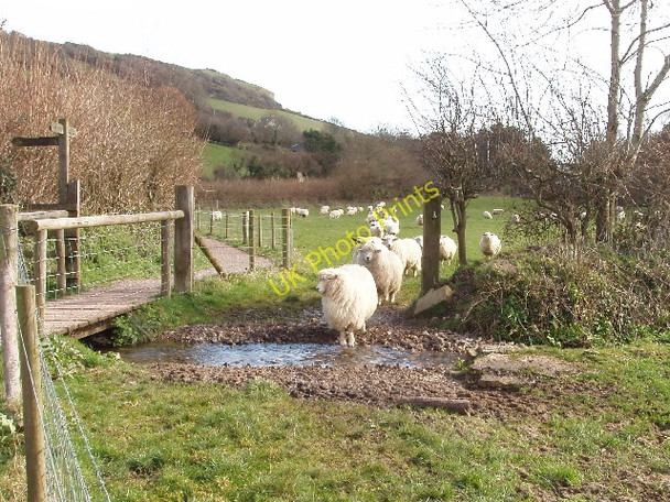 Photo 6"x4" Sheep hesitate before crossing a stream, Branscombe Vicarage c2009