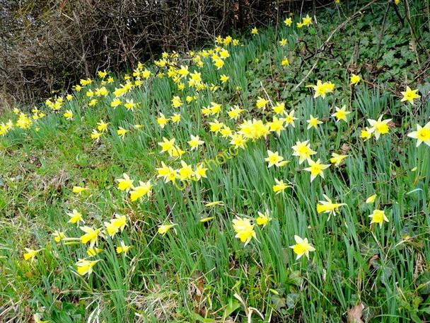 Photo 6"x4" Roadside daffodils Upleadon c2009