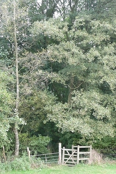 Photo 6"x4" Footpath to Stanford Dingley Jennetts Hill c2008