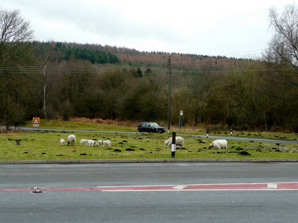 Photo 6"x4" Free range sheep at Cannop Crossroads Cannop c2009