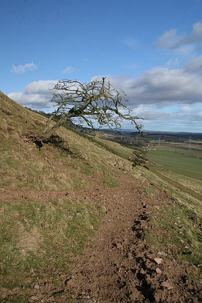 Photo 6"x4" Hawthorn clinging on, Ogil Hill Memus c2009