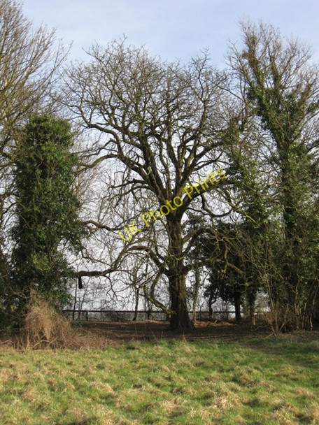 Photo 6"x4" An Old Horse Chestnut Tree near Aldbury in March Tring c2009