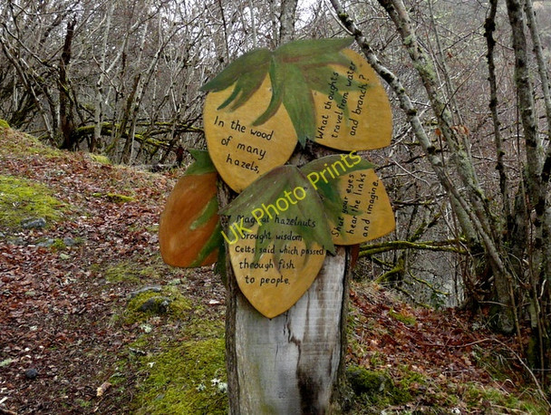 Photo 6"x4" Pathside poetry in Abriachan Woods Balchraggan\/NH5634 c2009