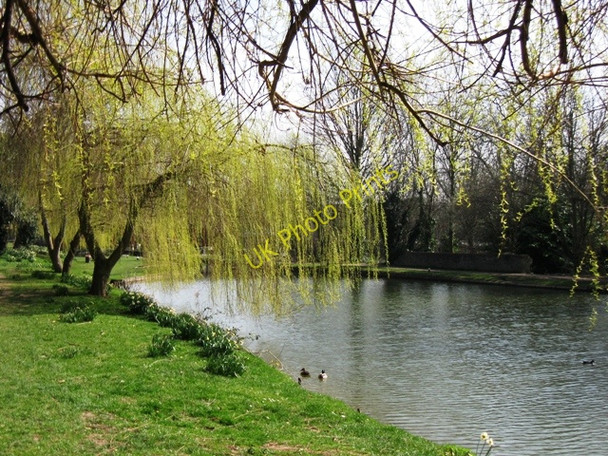 Photo 6"x4" Weeping Willows by the Grand Union Canal Berkhamsted c2009