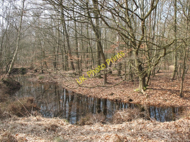 Photo 6"x4" Epping Forest: small pond Debden Green\/TQ4398 c2009