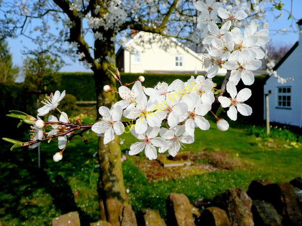 Photo 6"x4" Plum blossom on the first day of spring Bromsash c2009