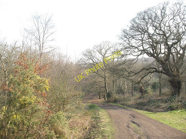 Photo 6"x4" Epping Forest: footpath to Manor Road Chingford c2009