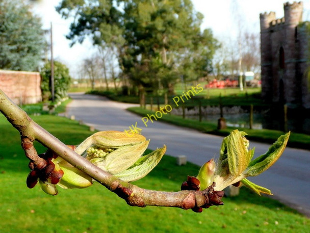 Photo 6"x4" Horse Chestnut buds breaking 16.03.09 2 Kingstone\/SO6324 c2009