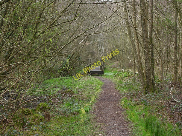 Photo 6"x4" Footpath in RSPB Ynyshir reserve Eglwys Fach c2009
