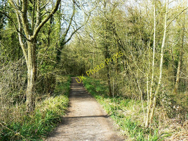 Photo 6"x4" Blackberry Lane, Milbourne Wood Braydon Side c2009