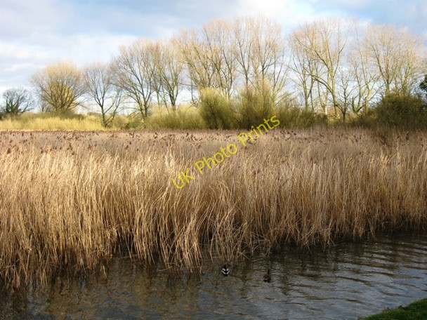 Photo 6"x4" The Reed Beds at Marsworth Reservoir, Tring Tring c2009