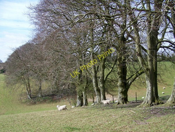 Photo 6"x4" Sheep near Bigley Buildings Alvediston c2009