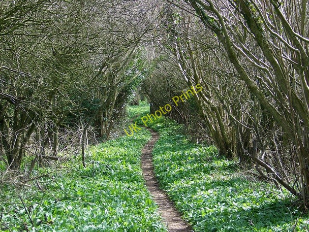 Photo 6"x4" Footpath to Stonedown Wood Woodminton c2009