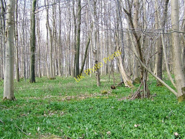 Photo 6"x4" Stonedown Wood Woodminton c2009