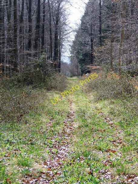 Photo 6"x4" Ride, Stonedown Wood Deanland c2009