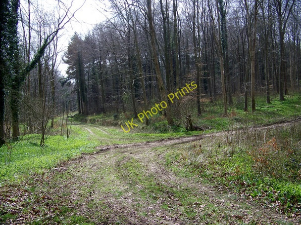 Photo 6"x4" Track junction, Stonedown Wood Deanland c2009
