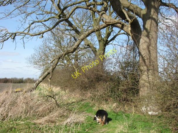 Photo 6"x4" A Natural Archway over the County Boundary Footpath Astrope c2009