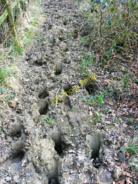Photo 6"x4" Bridleway into Webb's Wood Lydiard Plain c2009