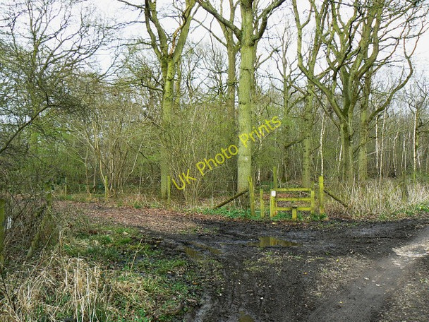 Photo 6"x4" The entrance to Plain Copse Lydiard Plain c2009