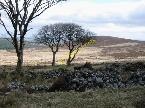 Photo 6"x4" Trees and Ruin Kiltealy c2009