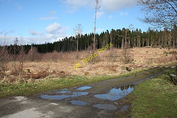 Photo 6"x4" Bin Forest Cairnie\/NJ4844 c2009