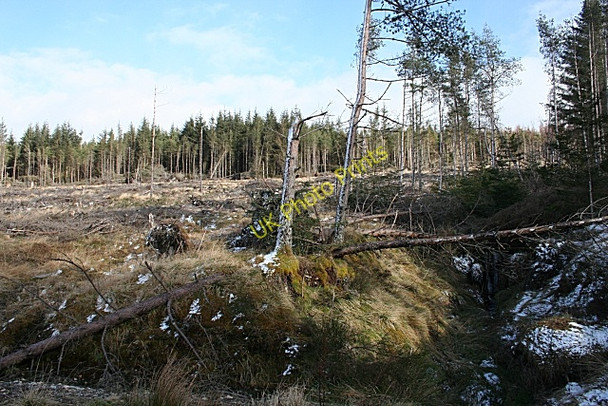 Photo 6"x4" Balloch Wood Davoch of Grange c2009