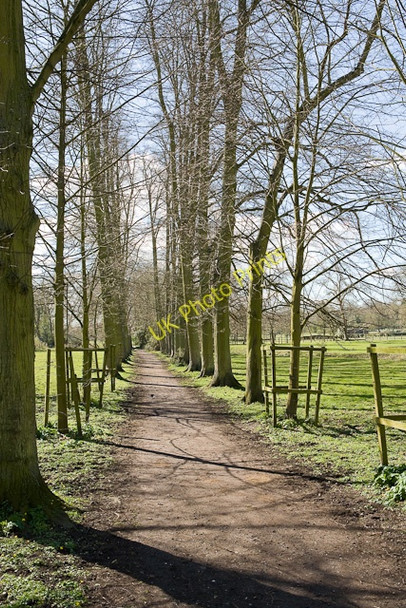 Photo 6"x4" Avenue south of St Cross Hospital Winchester c2009