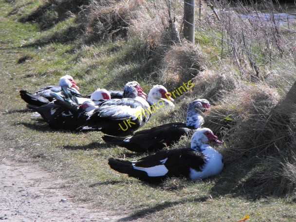 Photo 6"x4" More Muscovy Ducks Tregele c2009