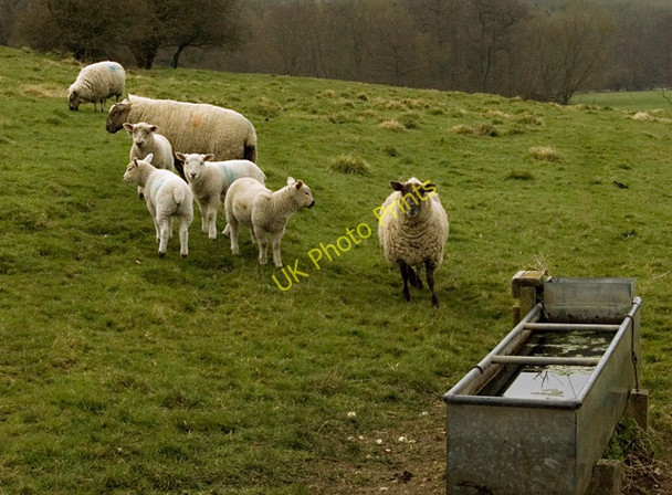 Photo 6"x4" Londesborough livestock Londesborough c2009