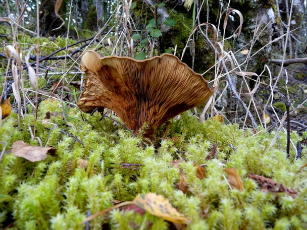 Photo 6"x4" A large mushroom Garrygualach c2008