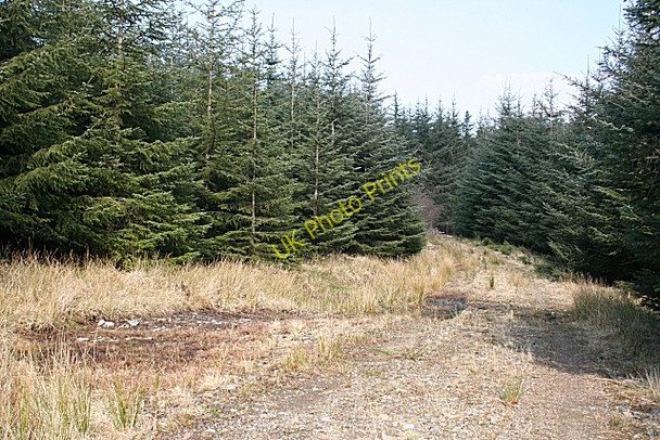 Photo 6"x4" Forest Track Longhill\/NJ4637 c2009