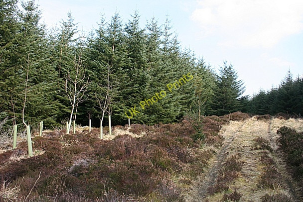 Photo 6"x4" Forest Track Haugh of Glass c2009