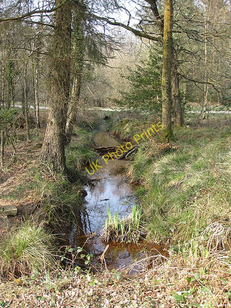 Photo 6"x4" Brook approaching Speech House Lake Cannop c2009