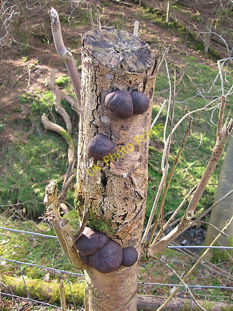 Photo 6"x4" Cramp balls Ceinws c2009