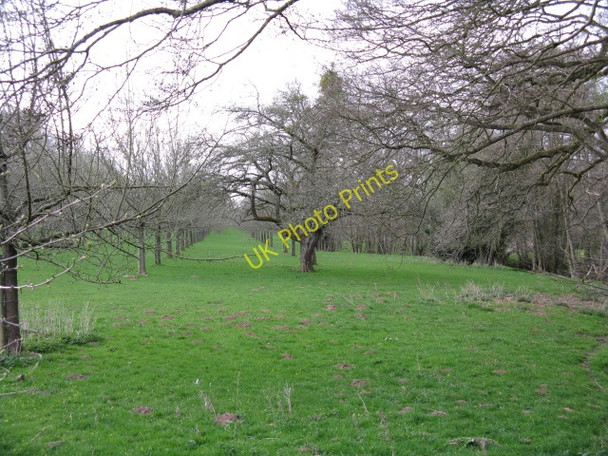 Photo 6"x4" Orchard By Humber Brook Humber\/SO5356 c2009