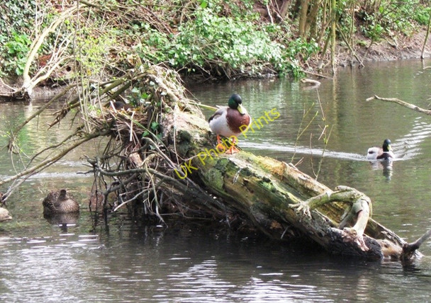 Photo 6"x4" Top Duck of the Wendover Arm Wendover c2009
