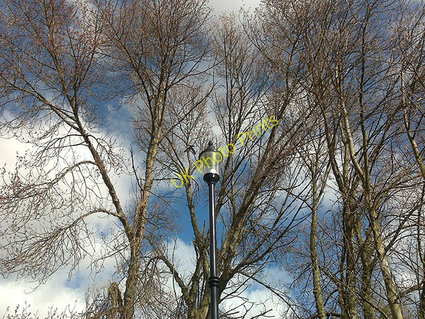 Photo 6"x4" Light and Poplar Branches Long Eaton c2009