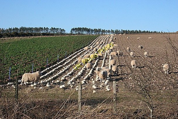 Photo 6"x4" Stripes in the Field Auchinderran\/NJ4055 c2009