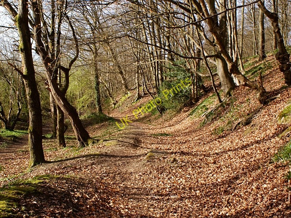 Photo 6"x4" Cinderford Brook Path, Forest of Dean Ruspidge c2009