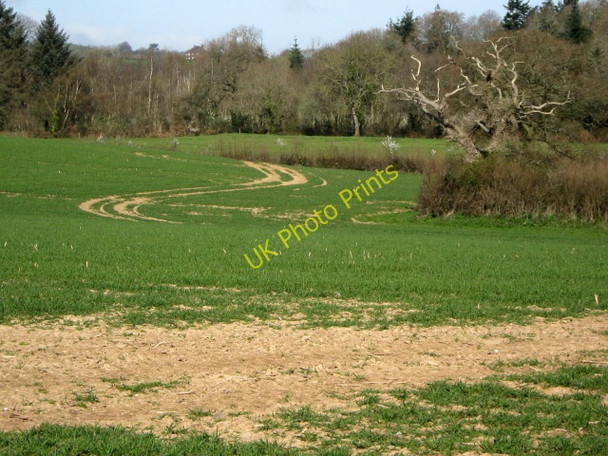 Photo 6"x4" Farm track, Spaxton Spaxton c2009