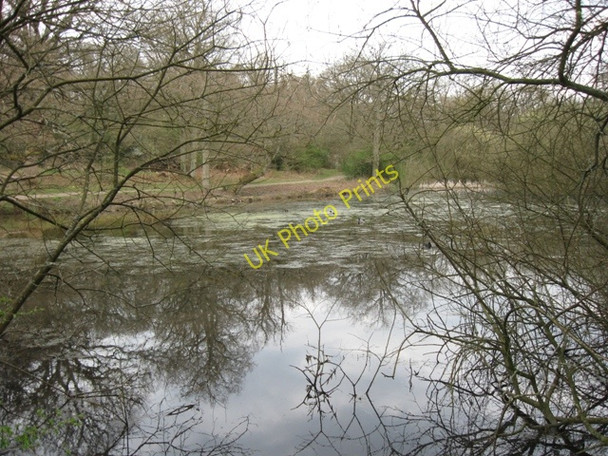 Photo 6"x4" The Third Pond from the West, Bookham Common Little Bookham c2009