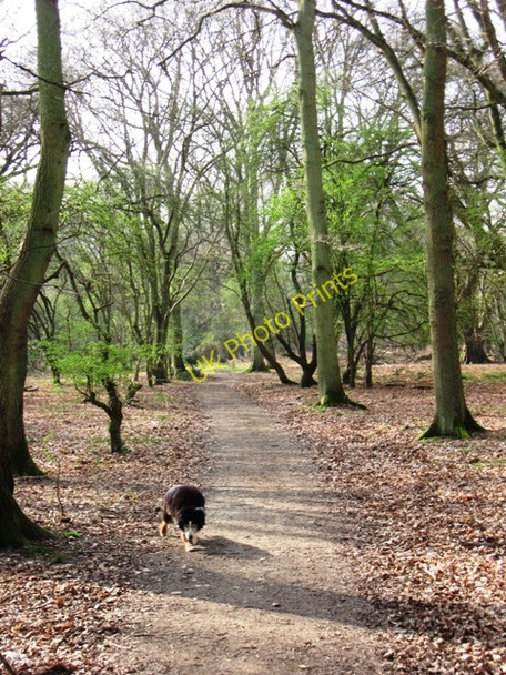 Photo 6"x4" The Footpath through the National Trust Ashridge Estate to Norcott Hill Aldbury c2009